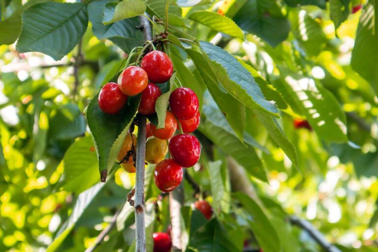 What is Ecological Agriculture? How To Do It?